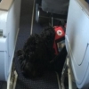 American Airlines apologizes to family for kicking them out because of service dog Chug (pictured inset). 