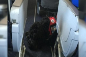 American Airlines apologizes to family for kicking them out because of service dog Chug (pictured inset).  <br/>Cox Media Group Television.