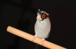 Bird wears goggles and flies through a laser sheet