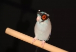 Bird wears goggles and flies through a laser sheet