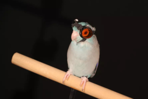 An effort to discover more secrets about flight is achieved by equipping a bird with goggles as it flies through a wind tunnel to obtain some seeds at the end, while four high speed cameras capture the movement of its wing tips and the vortices created with the help of laser sheets. <br/>Lentink Lab/Stanford University