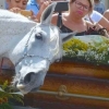 Brazil Grieving Horse