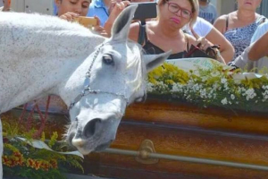 A distraught horse, Sereno, bid an emotional goodbye to his human best friend, Wagner de Lima Figueiredo, a 34-year-old Paraguayan cowboy who died on New Year’s Day 2017 in a motorcycle accident in Brazil. Sereno's public display of recognizing his owner's scent and sorrowful goodbye is a tear-jerker. <br/>Screen Shot Inside Edition