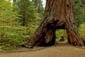 The Pioneer Cabin sequoia in Northern California's Calaveras Big Trees State Park was carved into a tunnel in the late 19th century. It fell on Sunday, brought down by a massive storm. <br/>Brian Baer / Calaveras Big Trees State Park