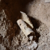 12th Dead Sea Scrolls