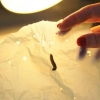 These caterpillars could be the answer to our plastic pollution problem