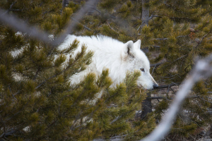 Hikers came across the rare white wolf suffering from severe wounds caused by illegal shooting. Shortly after, the Yellowstone National Park staff members had euthanized the animal.  <br/>Photo by: Neal Herbert  / Yellowstone National Park