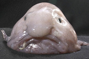 The blobfish becomes the mascot of the Ugly Animal Preservation Society.   <br/>