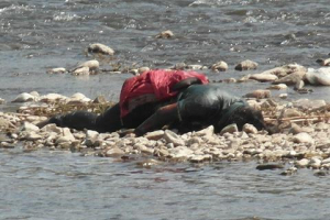 Dead body found at an upper river of Yalu on Sept. 2011. <br/>