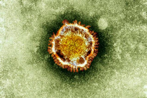 The deadly virus has attacked two people in the US so far this year. How can we prevent it from spreading? <br/>www.healthydebates.com