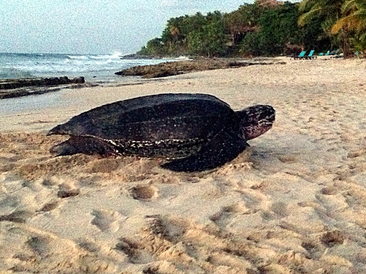 Giant Leatherback Sea Turtle Crashes Wedding
