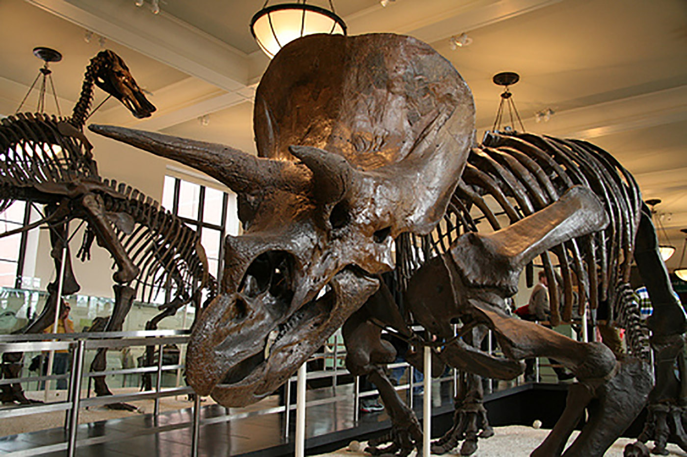 Creation vs. Evolution (Triceratops)