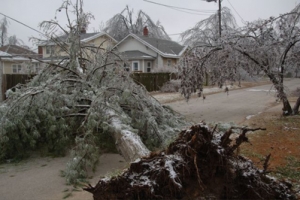 A fallen tree caused by heavy ice, snow, and high winds in Springfield, Mo. on Jan. 17. 2007 <br/>